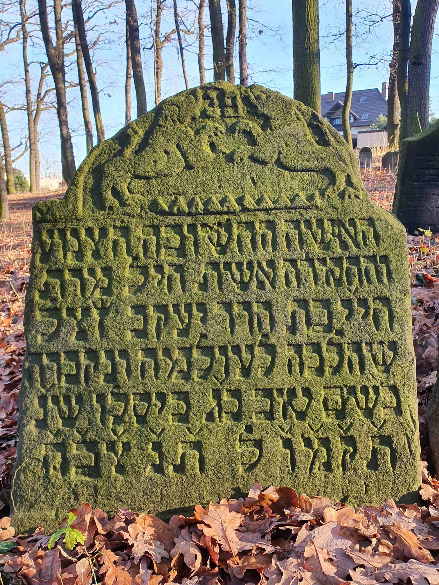 Grabstein Chaja, Tochter Jakob, 23. Kislew 546 = Freitag, 25. November 1785, Copyright: Piotr Grodecki, Geschichtsverband Nikolai